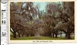 Georgien: Postkarte 1965 ~ lebende Eichen und spanisches Moos (#2380) - Bild 1 von 2