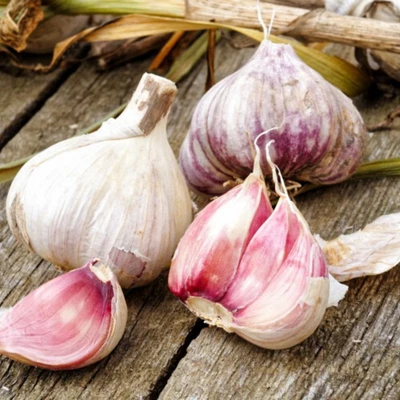 210 SEMI MIX DI AGLIO -3 VARIETA' :BIANCO, ROSSO, ROSA - SPEDIZIONE GRATUITA - Immagine 1 di 4