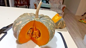 5 x JAP/KENT PUMPKIN SEEDS-EDIBLE FLOWERS-HEIRLOOM GARDEN VEGETABLE PLANTS - Picture 1 of 10
