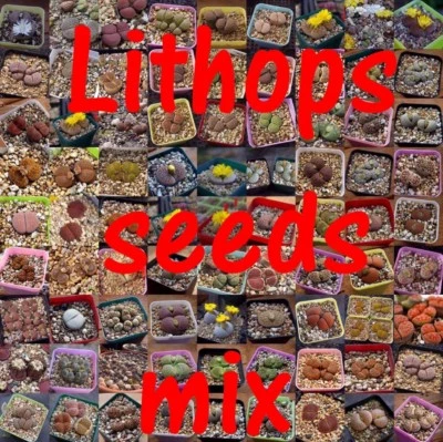 Succulent-Mesembs-Lithops SEEDS MIX  500 seeds mix - Image 1 of 4
