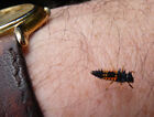 Photo  London Harlequin Ladybird Larva Near Chelsham Actually Nearer My Hand. I
