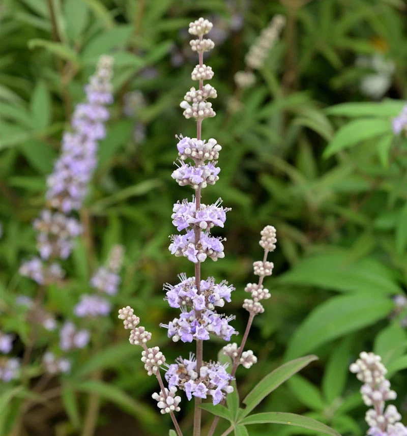 Mönchspfeffer Galactic Pink 40-60cm - Vitex agnus castus - Bild 1 von 1