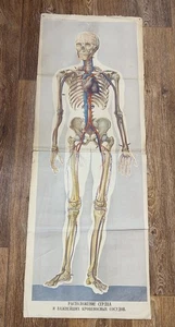 SKELETON HUMAN ANATOMY ORIGINAL VINTAGE POSTER 1956 - Picture 1 of 4