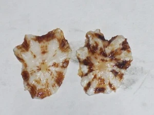 PATELLA ULYSSIPONENSIS EXTRA DWARF SET - Picture 1 of 2