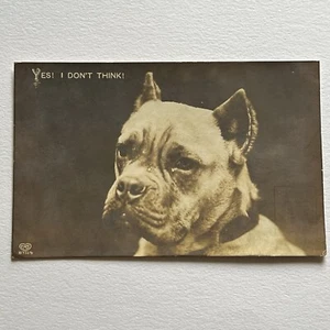 Antique RPPC Real Photograph Postcard Pitbull Dog Staffordshire Bull Terrier - Picture 1 of 9