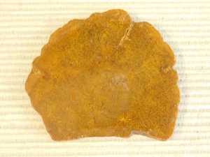 Tempskya Tree Fern Fossil Slab for making Cabochons - Picture 1 of 7