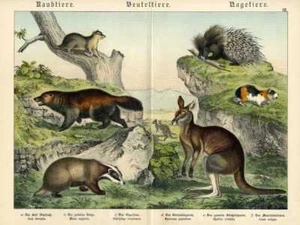 1886 SCHUBERT CHROMO glutton, badger, kangaroo, guinea pig, opossum - Bild 1 von 3