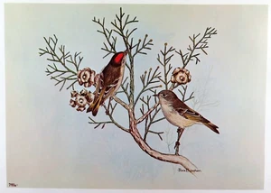 Rex Brasher Bird Print, Ruby Crowned Kinglet on Monterey Cypress tree, 16x12 in. - Picture 1 of 3