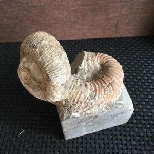 550g rara ammonite eteromorfa Nostoceras malagasyense md3102 - Foto 1 di 15