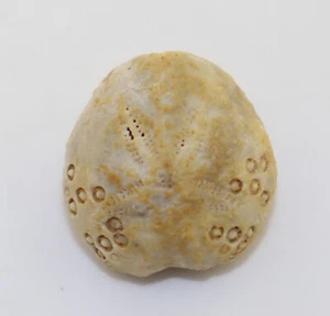 Seeigel, Lovenia forbesi, Tertiär, Miozän,Mannum, Murray River, Australien-k841 - Bild 1 von 6
