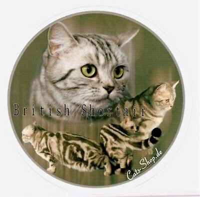 STICKER British Cheveux Courts Poils Courts Argent - Tabby Chats • 5.90€