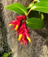 Cavendishia allenii WARM-GROWING neotropical Ericaceae epiphytic* VERY RARE*