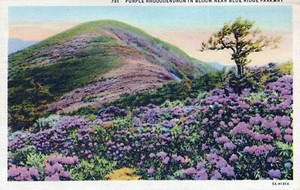 The Rhododendron Gardens Great Craggy Mts Asheville NC Vintage Linen Post Card