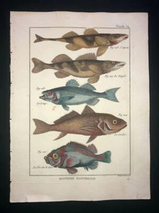 BONNATERRE - SEEBASS - PL.54 - FOLIO ORIGINAL HC FISCHDRUCK - GEDRUCKT 1788 - Bild 1 von 1