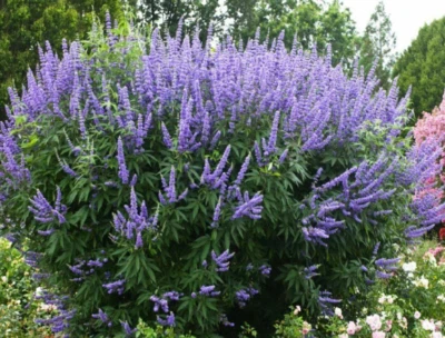 200 Vitex Agnus Castus Seeds - Chaste Tree - Chaste Berry - Monks Pepper - - Image 1 of 4