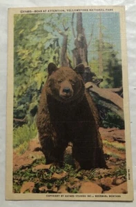 Bear At Attention, Yellowstone National Park. Postcard (X2) - Picture 1 of 2