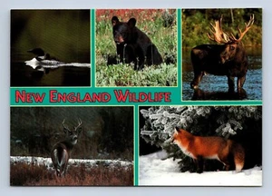 New England Wild Life Postcard By Mark Picard & Alan Carey WL-31 Unposted - Picture 1 of 2