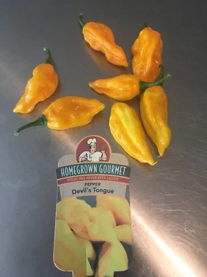 15 RARE YELLOW DEVILS TONGUE PEPPER SEED HOT  2024 - HUGE PLANTS - PREMIUM SEEDS - Image 1 of 3