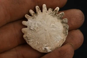 Oursin fossile heliophora orbiculus Pleistocene Mauritanie  sand dollar  35mm - Picture 1 of 4