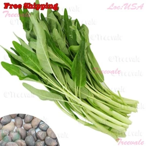 Thai Water Spinach SEEDS - White Stem | Ong Choy Kangkong Kong Xin Cai Seeds - Picture 1 of 1