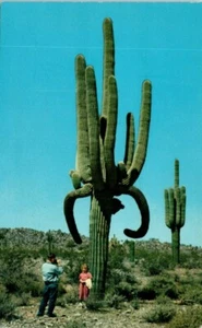 1960er Arizona Postkarte Wüstenriesen kleines Mädchen Papa macht Foto Saguaro Kaktus - Bild 1 von 2