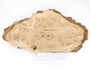 Waney Kante Englisch Burr Eiche Holz Brett. Plank,Tisch 340 x 665 X 54mm. 8950CB - Bild 1 von 7
