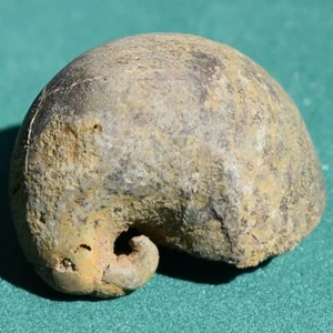 Gastropod Fossil from Bolivia Devonian Platyceras bistrami - Picture 1 of 10