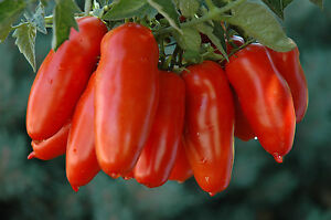 Tomate San Marzano 5+ Samen - Seeds - Graines - DELIKAT! P 100