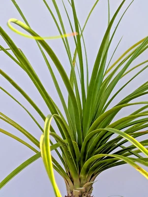 Ponytail Palm in 6" Pot Indoor Beaucarnea Recurvata Evergreen Houseplant - Image 1 of 4