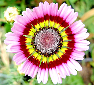 400+ PAINTED DAISY TRICOLOR SPRING MIX SEEDS GIGANTIC FLOWERS BUTTERFLIES BEES