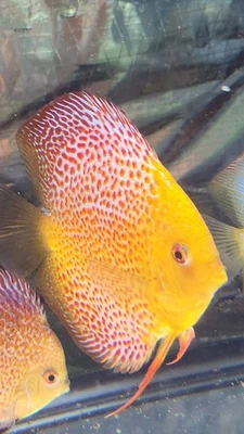 Pigeon King Cobra Snakeskin Discus Fish 4.5” - Image 1 of 4