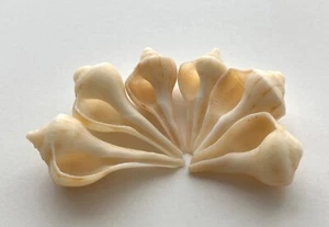 6 conchiglie ruota lampo ~1” conchiglia lunga telaio spiaggia artigianato oceano mancino - Foto 1 di 14