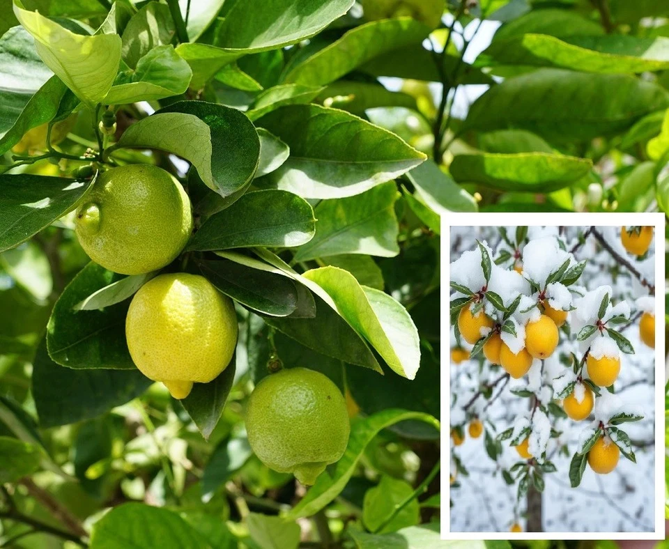 2 winterharte Bergzitrone schnellwüchsige exotische Pflanzen im für den Garten - Bild 1 von 1
