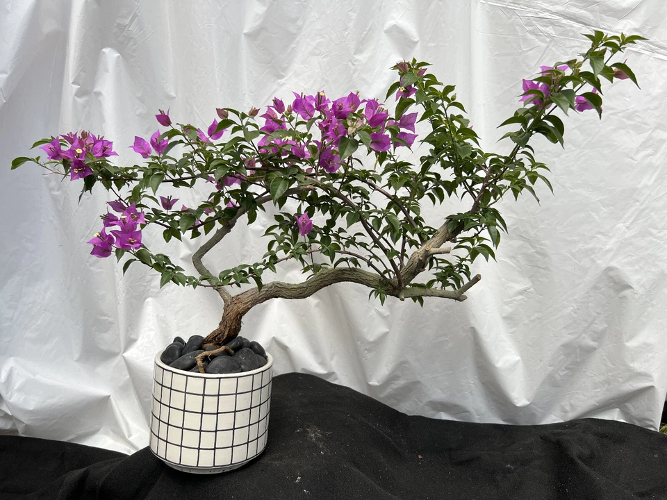 Beautiful Blooming Purple Old Live Bougainvillea Bonsai Tree Live Plant - Image 1 of 4