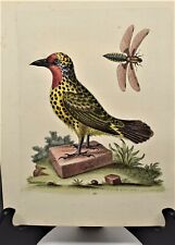 Antique George Edwards Colored Etching "Spotted Woodpecker & Libellula Fly 1761 