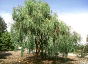 Shoestring Acacia Willow Tree Seeds (30 seeds) (04) - Picture 1 of 6