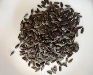 Sunflower Sprouting Seeds (Helianthus annuus) Organic 1 oz. - Picture 1 of 2