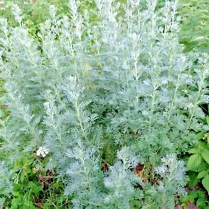 2000+ WORMWOOD ABSINTHE SEEDS SPRING PERENNIAL MOSQUITO PESTS DEER REPELLENT USA - Picture 1 of 5