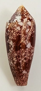 Sea shell conus aureus 49mm, F+++, nice form, rare specimen, awesome - Picture 1 of 6