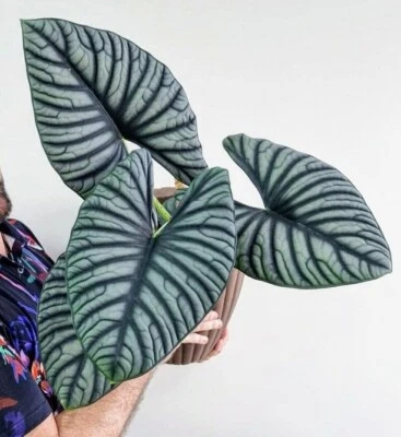 Nebulosa Imperialis Alocasia PEQUEÑA Planta INICIADORA Bien Arraigada Foto 1 de 4