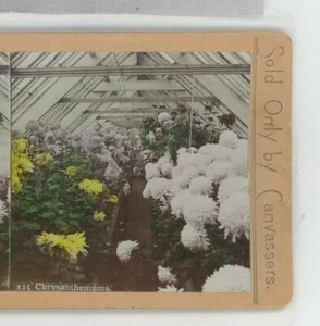 Chrysanthemen Floral Webster & Albee Stereoansicht - Bild 1 von 2