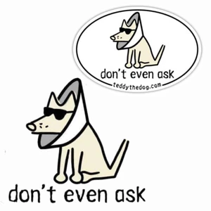 Teddy the Dog Car Magnet Dont Even Ask Fridge Auto Cone of Shame Limited Edition - Picture 1 of 4