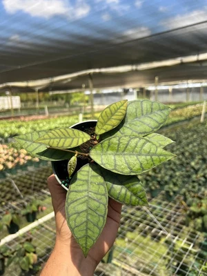 Hoya Callistophylla | Live Indoor & Outdoor Tropical House plant in 4" Pot - Image 1 of 4