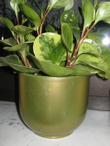 Übertopf Blumentopf grün Topf ø 13 cm Blumenübertopf Frühlingsdeko Pflanzgefäß! - Bild 1 von 3