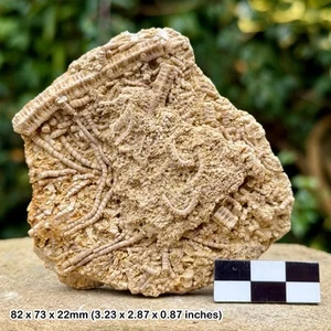 Ailsacrinus sp fossil crinoids - oxfordian, jurassic | luc-sur-mer, caen, - Picture 1 of 5