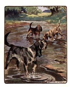 1906 Antique OTTERHOUND Print Vernon Stokes Dog Art Illustration 3937L - Picture 1 of 2