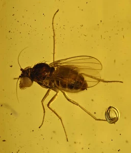 Two Detailed Dolichopodidae (Fly), Fossil insect inclusion in Dominican Amber - Picture 1 of 4