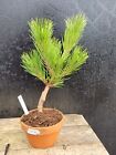 Japanese Black Pine Pinus Thunbergii Shohin Bonsai starter trees  2