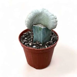 Epithelantha Bokei Crestato Grafted PØT 8 cm - Foto 1 di 1