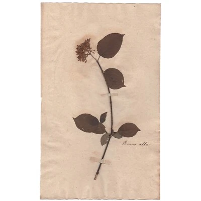 Antique 1790 herbarium dried flower scientific specimen #15 Red-barked Dogwood - Image 1 of 3